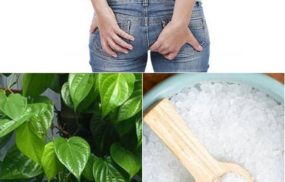 Xông hơi lá trầu không với muối là cách làm phổ biến khi điều trị bệnh trĩ