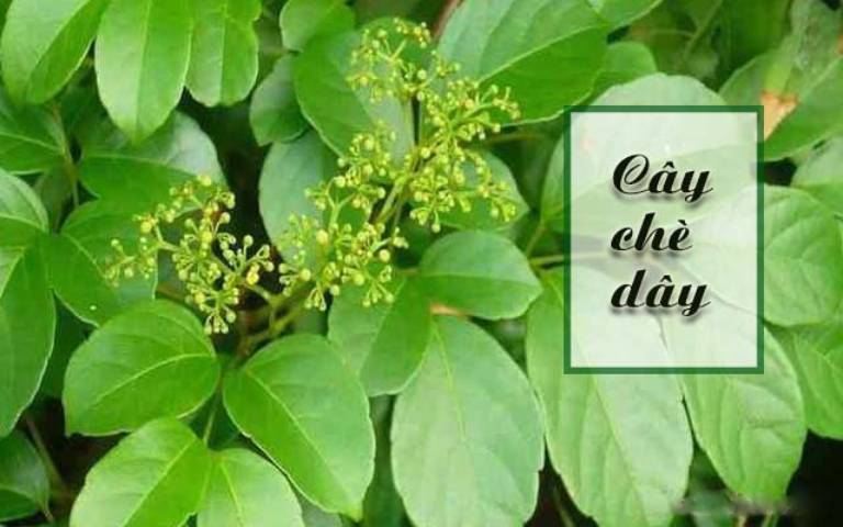 Cây chè dây – dược liệu thiên nhiên tốt cho bệnh nhân dạ dày