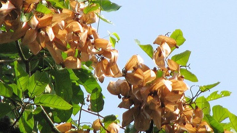 Quả cây hạt đười ươi