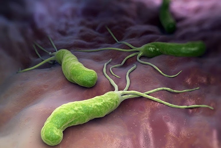 Dược liệu này là nỗi sợ của vi khuẩn H.Pylori gây nên bệnh dạ dày