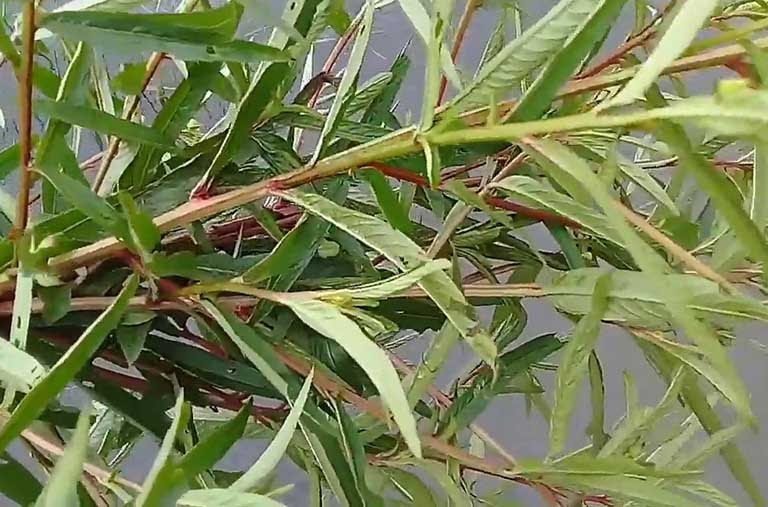 Hình ảnh cây rau mương rất quen thuộc với nhiều người