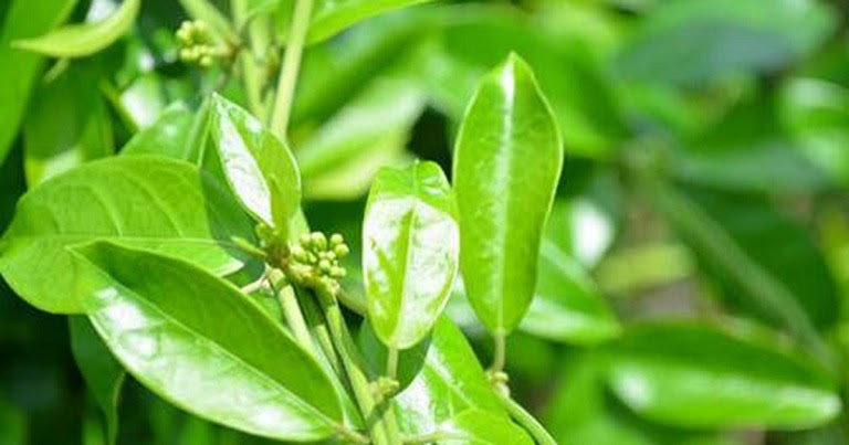 Sử dụng dây thìa canh đúng cách để đảm bảo an toàn cho sức khỏe