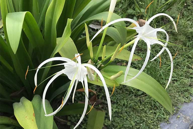 cây địa tướng quân
