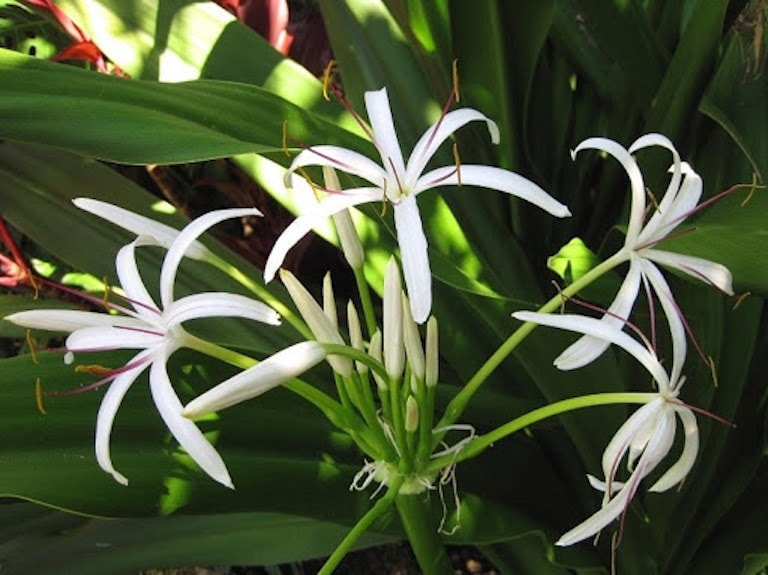cây đại tướng quân
