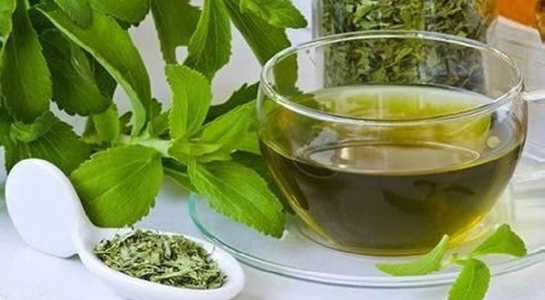 Cây cỏ ngọt có rất nhiều công dụng cho sức khỏe