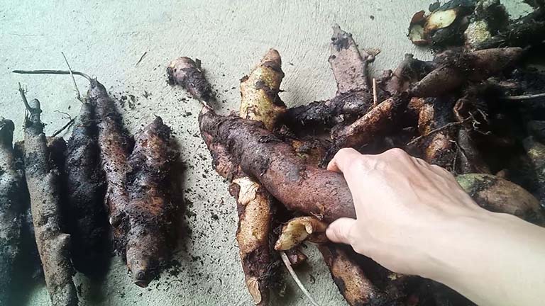 Hình ảnh cây cốt toái bổ Hình ảnh cây cốt toái bổ