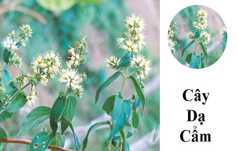 Cây Dạ Cẩm xuất hiện ở nhiều vùng miền và có đặc điểm dễ nhận dạng