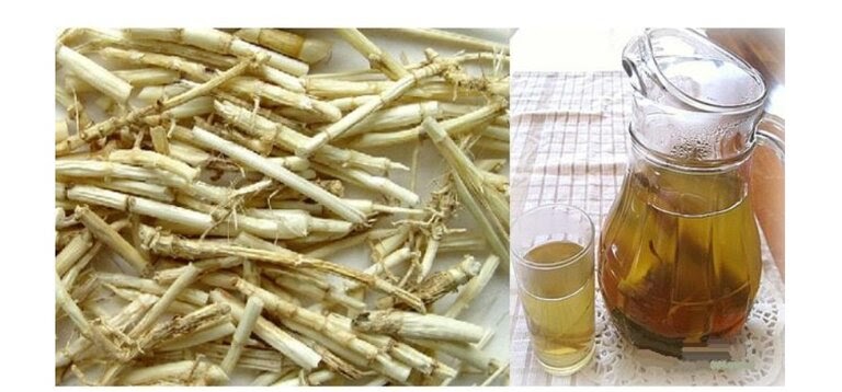 Rễ cỏ tranh thường được đem phơi khô để làm thuốc