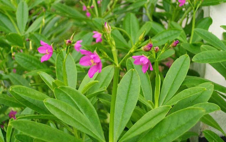 Cây sâm đất có công dụng gì?
