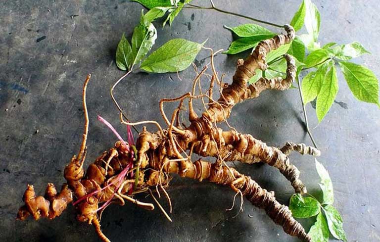 Một số bài thuốc chữa bệnh từ cây sâm đất